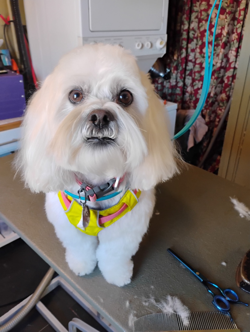 Freshly groomed white Cavachon in a yellow harness