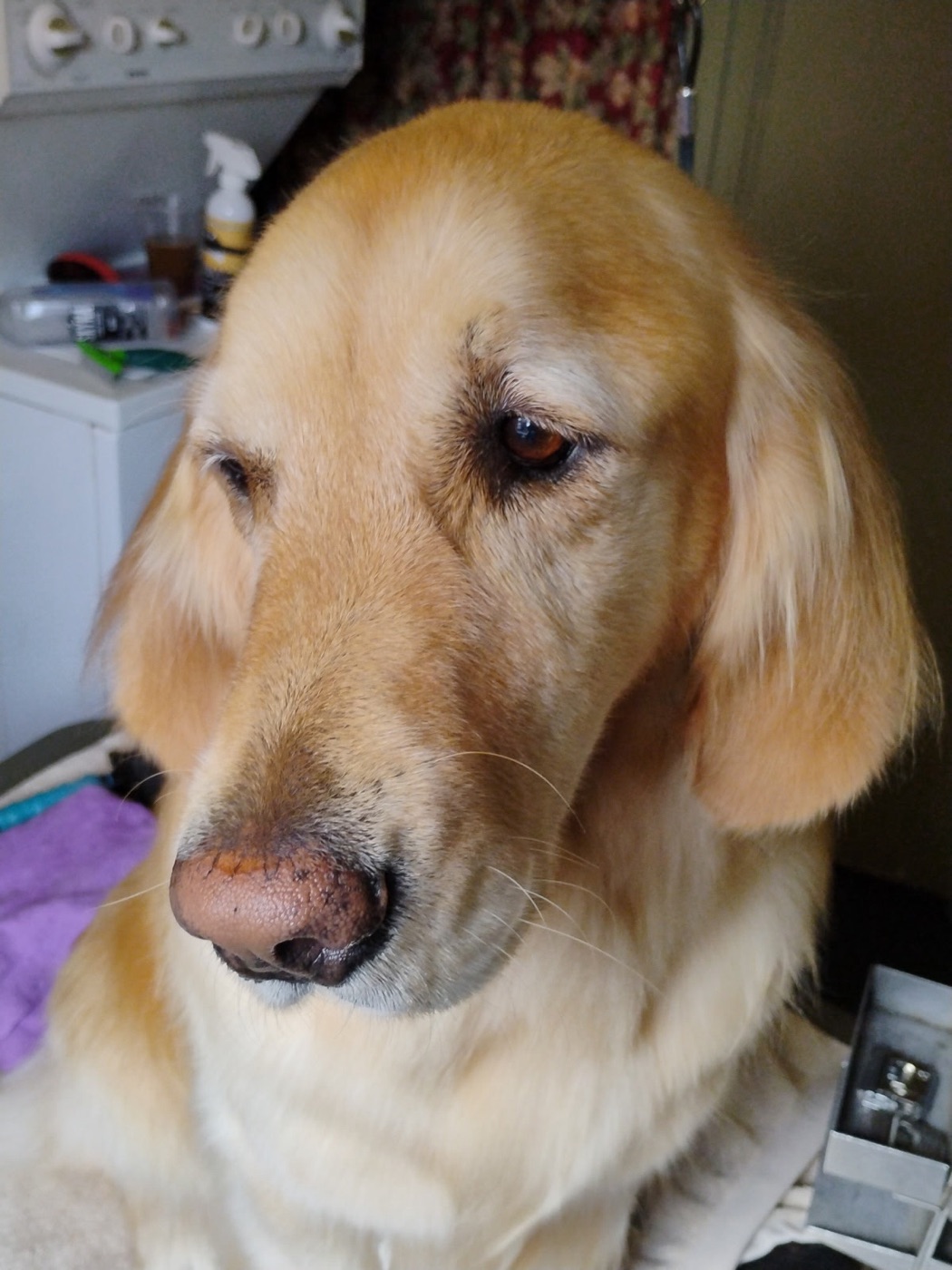 Golden retriever close-up