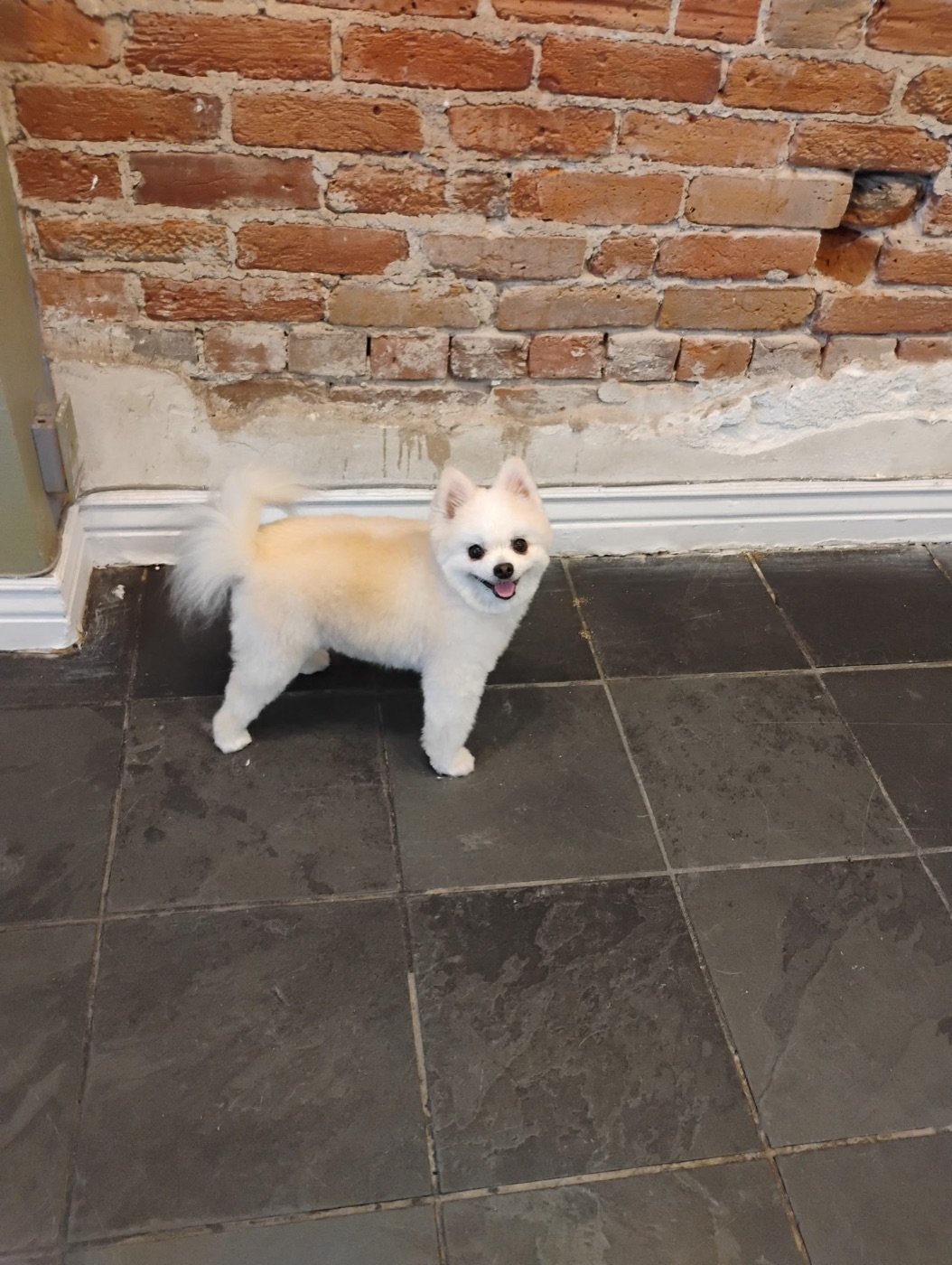 Pomeranian by the brick wall