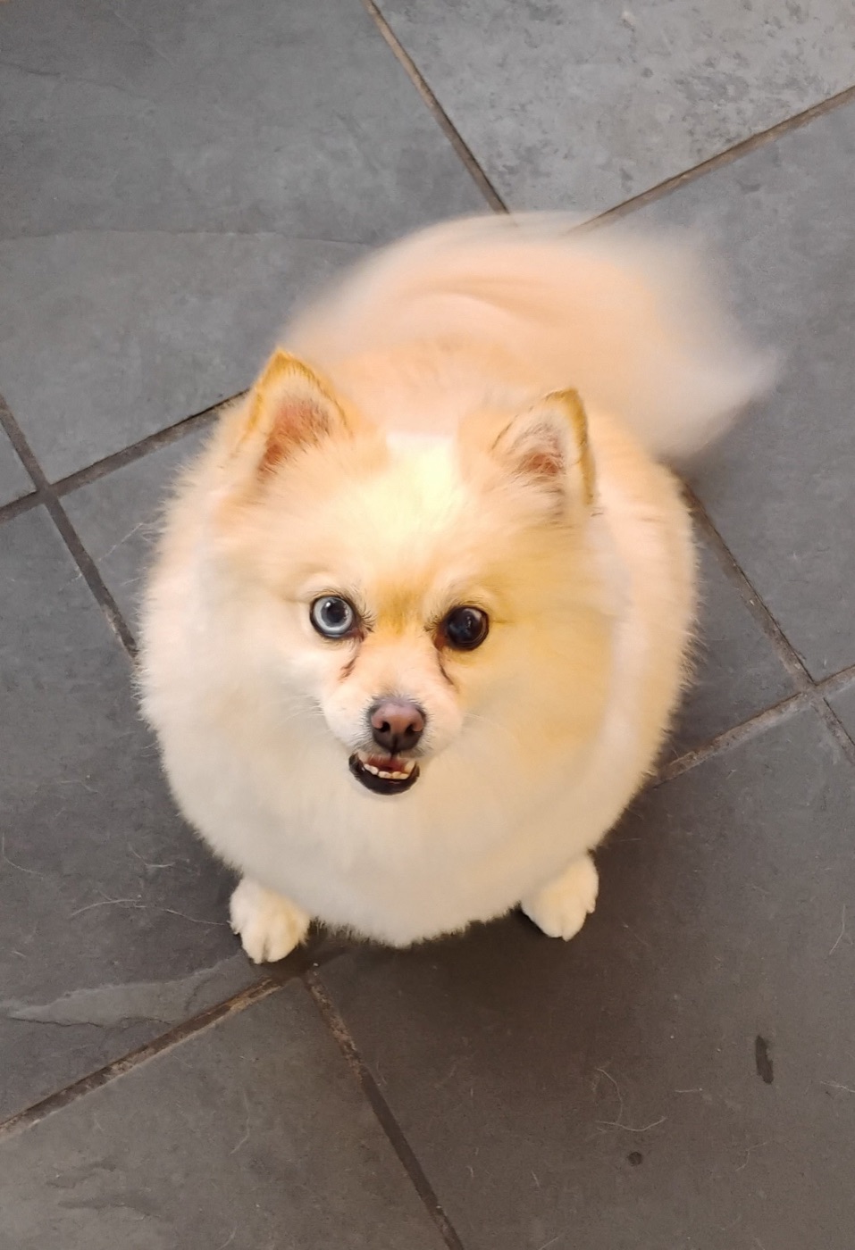 Cream Pomeranian looking up at the camera