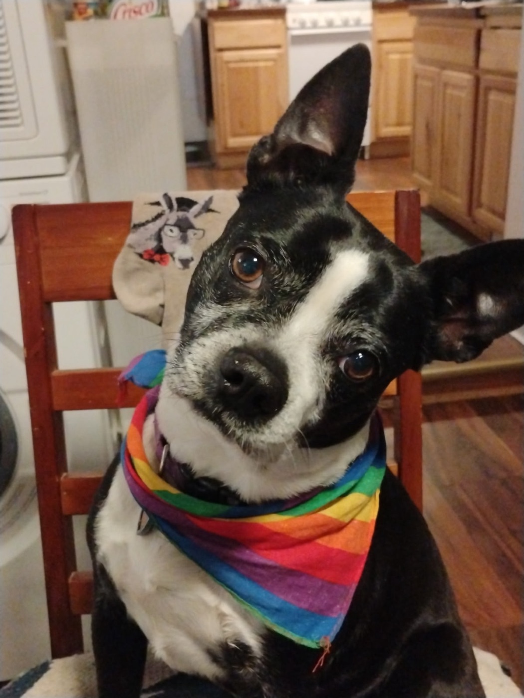 Susan's dog, freshly groomed and wearing a rainbow bandana