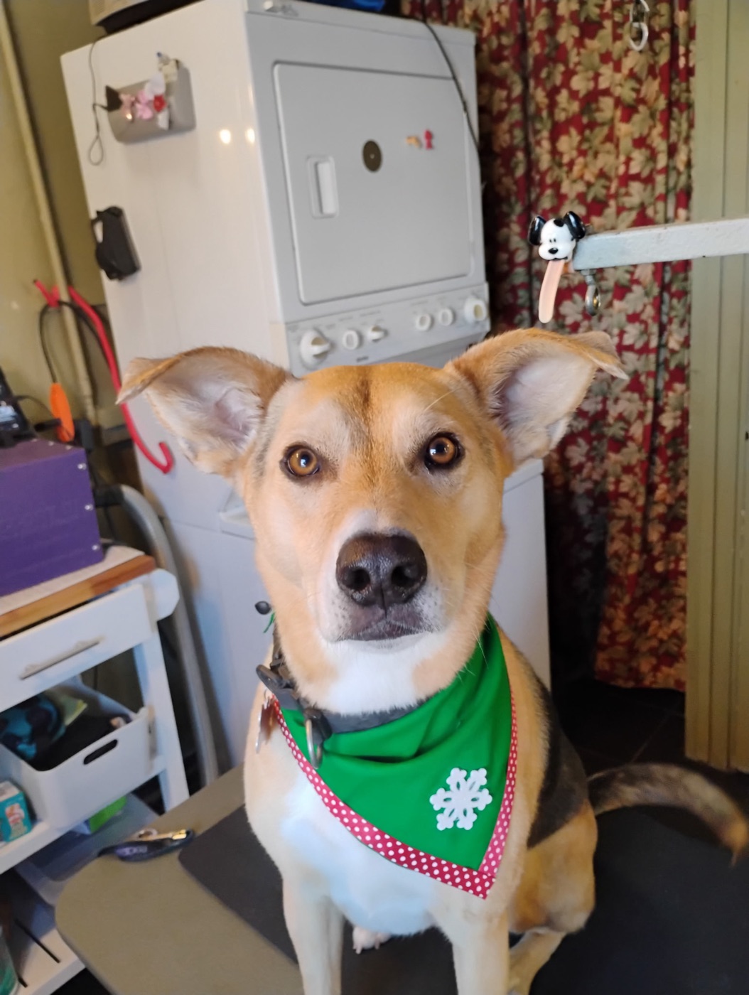 Shepherd mix in a green holiday bandana