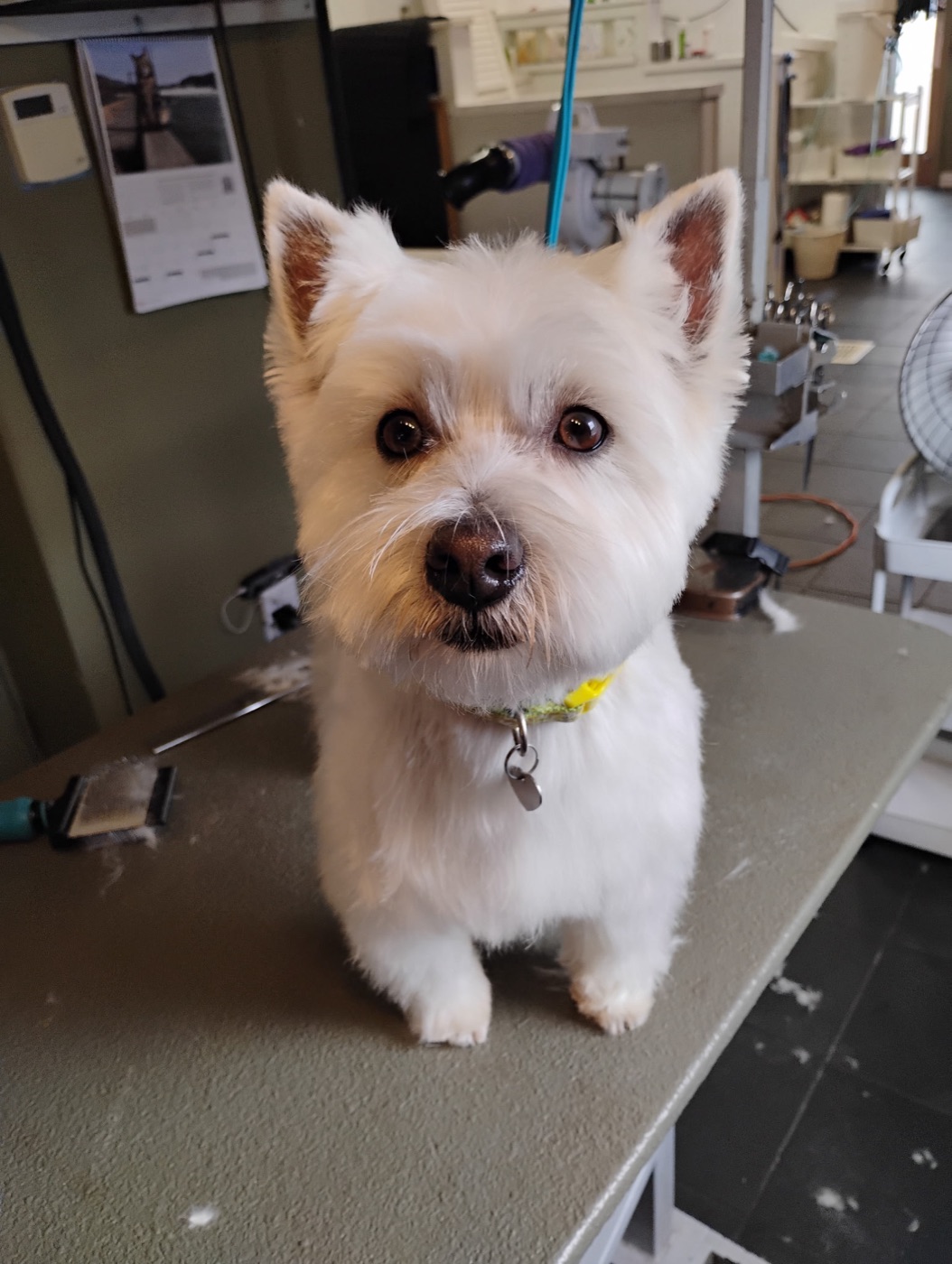 West Highland terrier on the grooming table