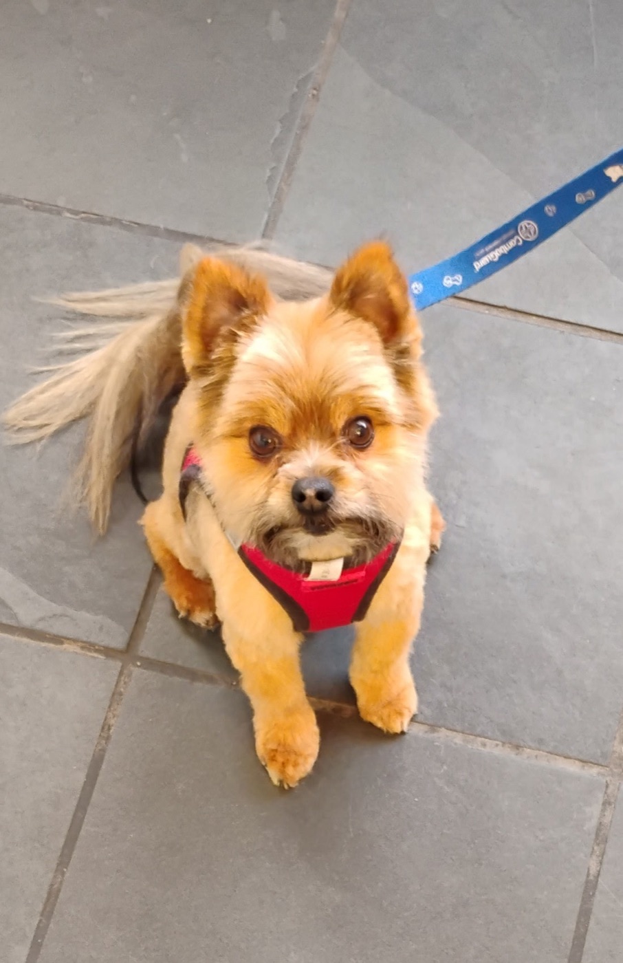 Yorkie mix in a red harness